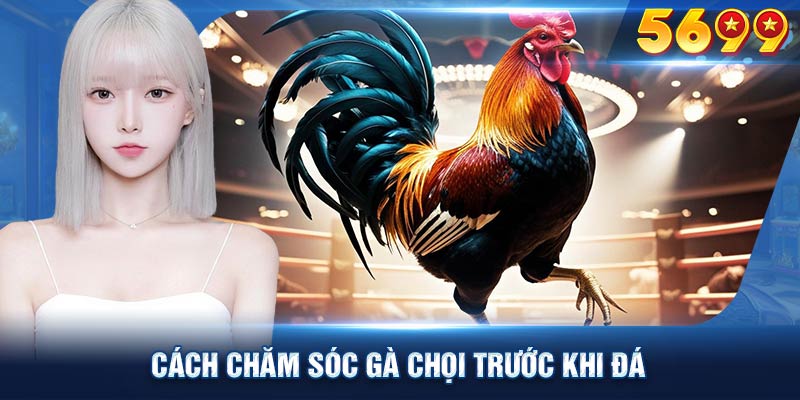 Chăm sóc gà chọi trước khi đá là một quá trình đòi hỏi sự tỉ mỉ và kiên nhẫn