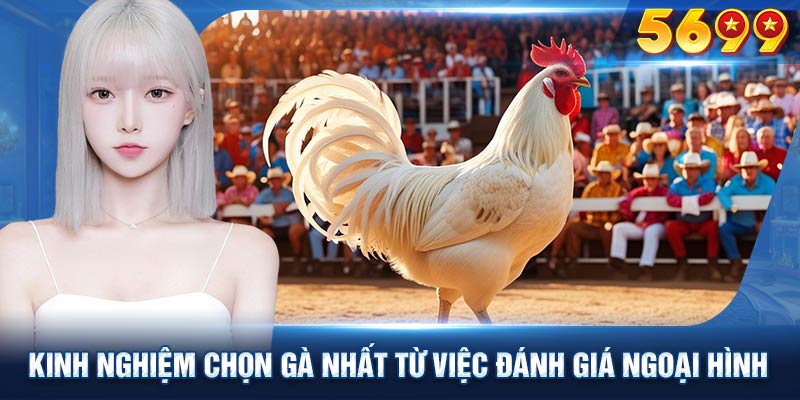 Kinh nghiệm chọn gà chọi hay nhất bắt đầu từ việc đánh giá ngoại hình